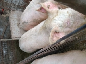 Vând  porci intre 100-200 kg - imagine 3