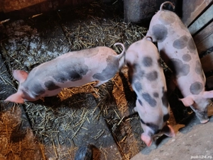 Soldani disponibili - imagine 4