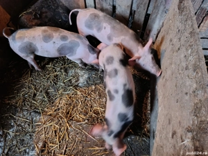 Soldani disponibili - imagine 3