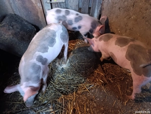 Soldani disponibili - imagine 2