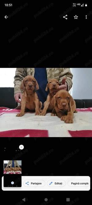 Vizsla viszla vijla Maghiară  - imagine 2