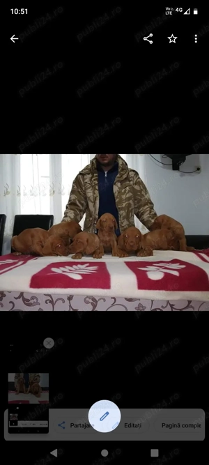 Vizsla viszla vijla Maghiară  - imagine 4