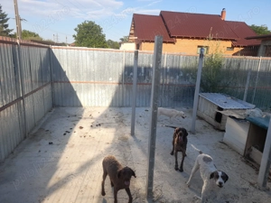 Catei lagotto  cu pedigree  - imagine 4