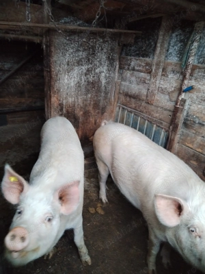 Vând porci grasi - imagine 3