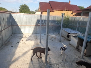 Catei lagotto  cu pedigree  - imagine 3