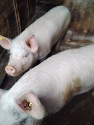 Vând porci grasi - imagine 4