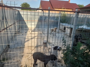 Catei lagotto  cu pedigree  - imagine 5