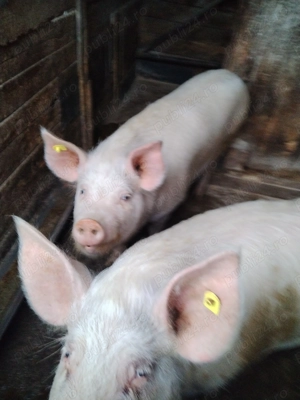 Vând porci grasi - imagine 2