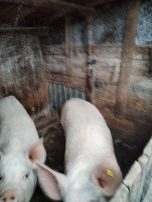 Vând porci grasi - imagine 5