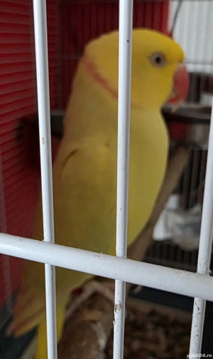 micul alexandru +colivie+accesorii - imagine 4