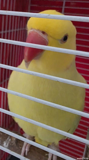 micul alexandru +colivie+accesorii - imagine 3