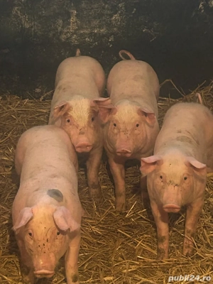 vand purcei - imagine 4