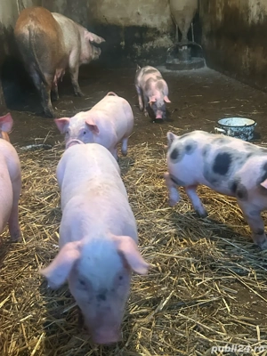 vand purcei - imagine 2