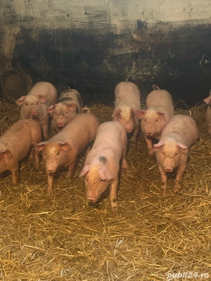 vand purcei - imagine 5