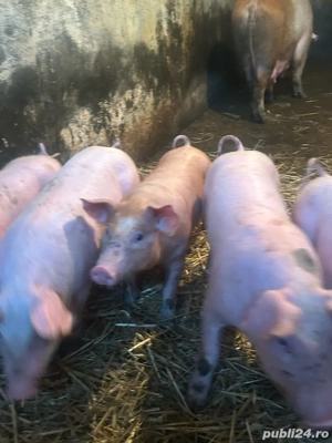 vand purcei - imagine 3