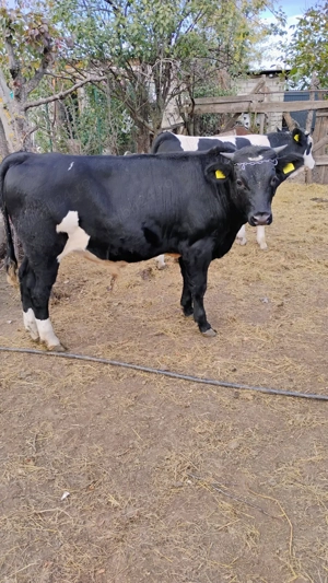 Viței de vânzare   crescuți natural