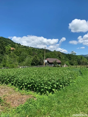 Vand teren si casa - imagine 5