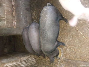 Soldani de 50-60 kg. - imagine 3