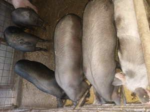 Soldani de 50-60 kg. - imagine 4