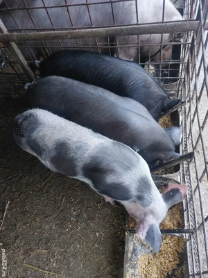 Soldani de 50-60 kg.