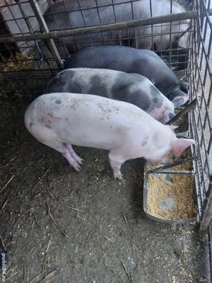 Soldani de 50-60 kg. - imagine 2