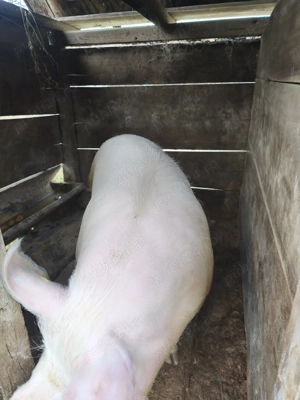 Porci de vanzare - imagine 4