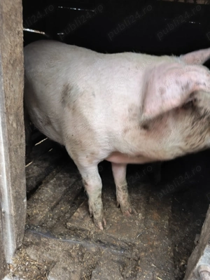 Porci de vanzare - imagine 2