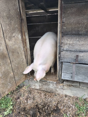 Porci de vanzare - imagine 5