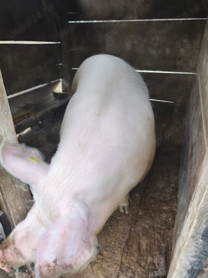 Porci de vanzare - imagine 3