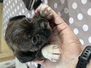 Donez catelusi talie mica