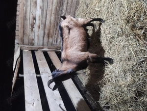 Vind capra  gestantă 