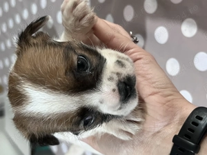 Donez catelusi talie mica - imagine 3