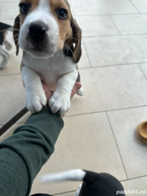 Beagle,cadoul de craciun - imagine 3
