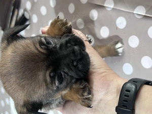 Donez catelusi talie mica - imagine 2