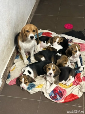 Beagle,cadoul de craciun - imagine 5