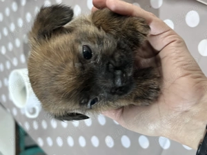 Donez catelusi talie mica - imagine 4