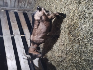 Vind capra  gestantă  - imagine 3