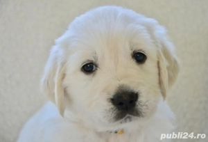 Golden Retriever pui 