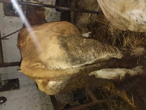 Vând vacă de abator  - imagine 2