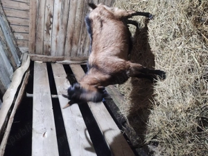 Vind capra  gestantă  - imagine 4