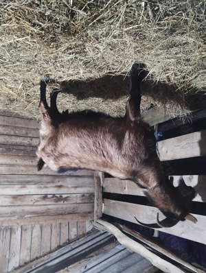 Vind capra  gestantă  - imagine 2