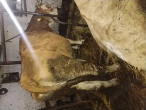 Vând vacă de abator  - imagine 3