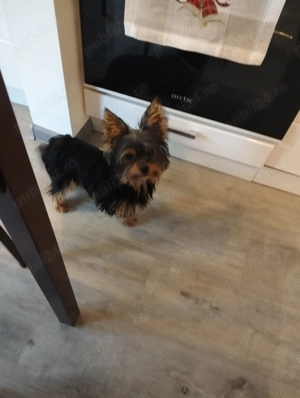 Donez căței  pentru cine dorește cățelușa cea neagra are 1 an și câinele 3 ani