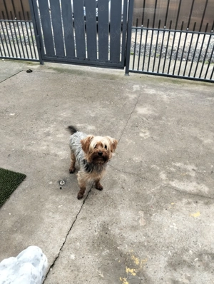 Donez căței  pentru cine dorește cățelușa cea neagra are 1 an și câinele 3 ani.Doar in Jud Timis - imagine 2