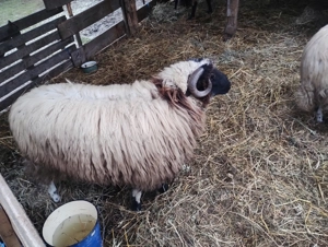 Vind berbec din primavara