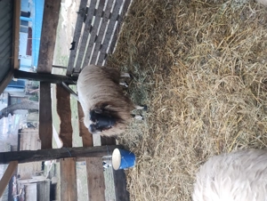 Vind berbec din primavara - imagine 5