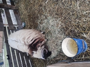 Vind berbec din primavara - imagine 2