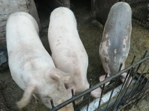 porci de vanzare - imagine 2