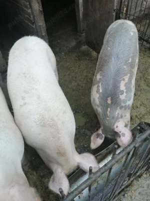 porci de vanzare - imagine 5