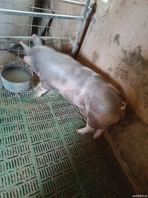 Porc pietran - imagine 2